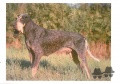 Petit Bleu de Gascogne ALDO Petit Bleu de Gascogne ALDO